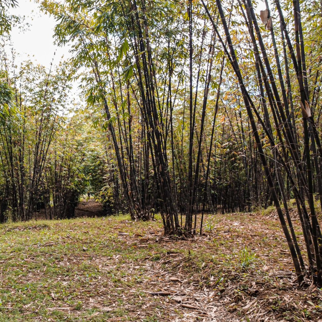 In Latin America and the Caribbean, #bamboo is rising as a climate hero!

With 500+ farmers trained, the <a href="/inbarlac/">INBAR LAC</a> &amp; <a href="/AECID_es/">AECID</a> project shows how nature powers resilience &amp; livelihoods.

Read the full article "Rooted in Resilience" 👇
inbar.int/bru-magazine/

#NatureBasedSolutions