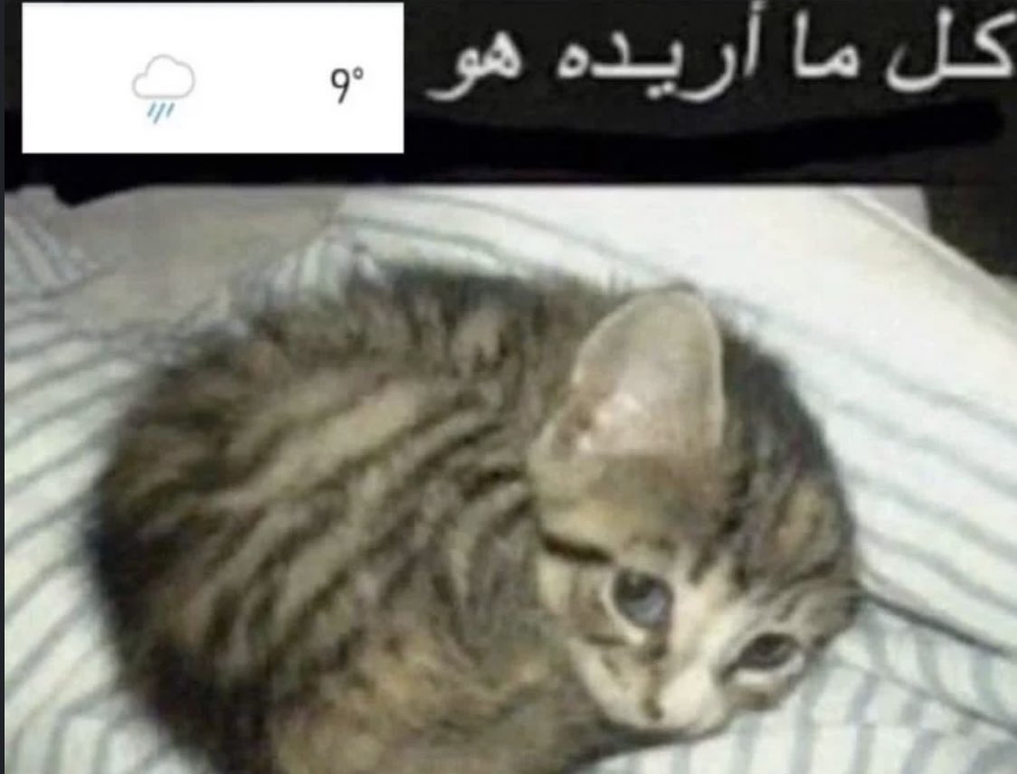 العنكبوت النونو خطفت قلبه عنكبوته (@i1911_) on Twitter photo 