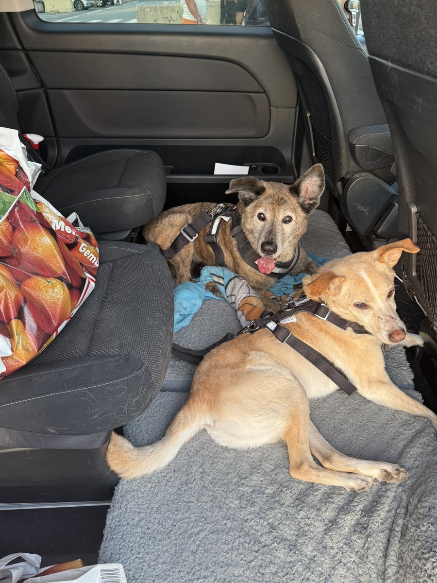 A trucker just gifted mobi &amp; norbi some sausages. 🥰

After this snackcident we continue our ride 🥰