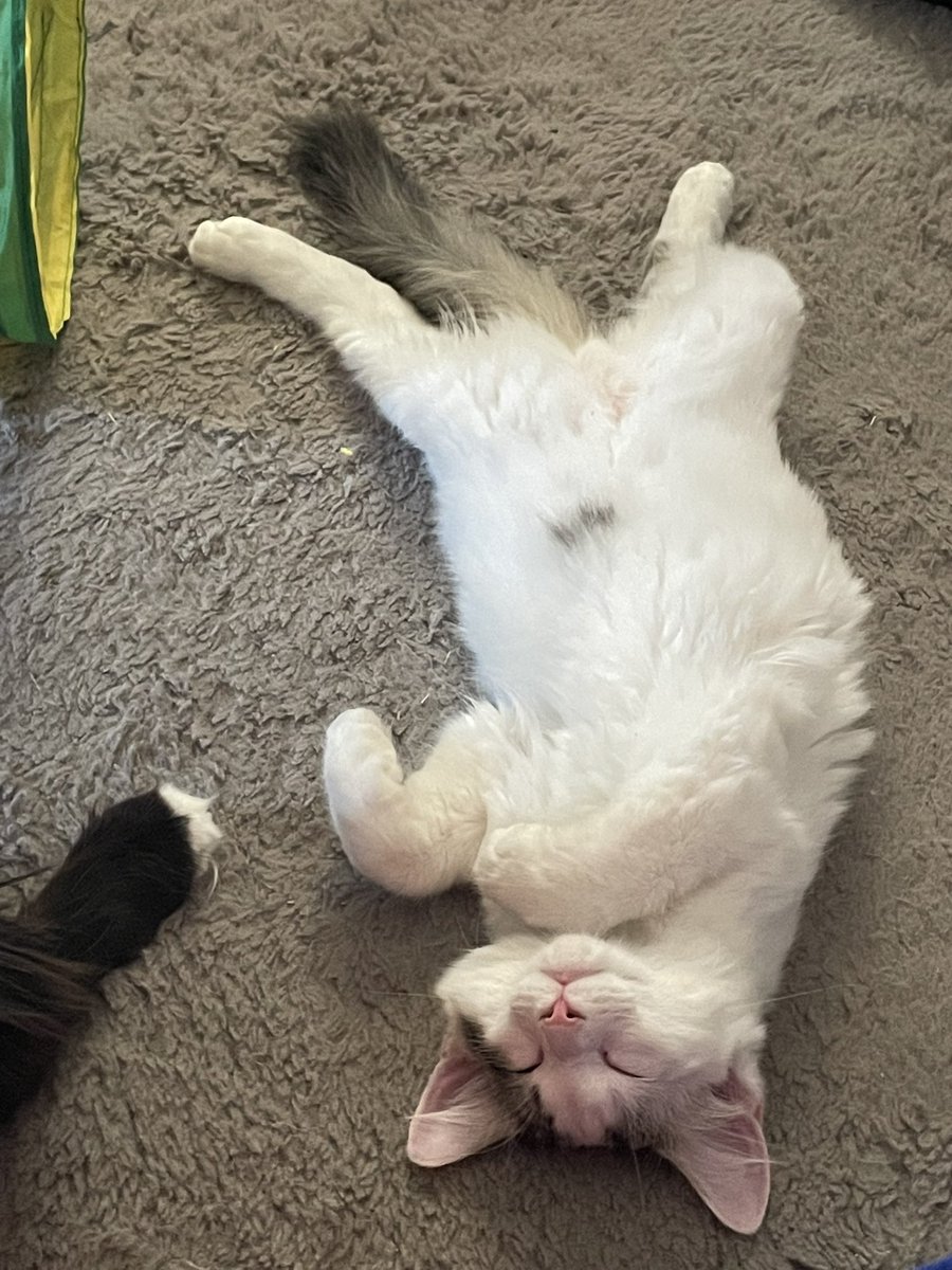 Pistachio sleeps in the most precious way, he’s so comfy and feels so safe the he’s full belly legs spread, legs spread, sleeping in the middle of the floor