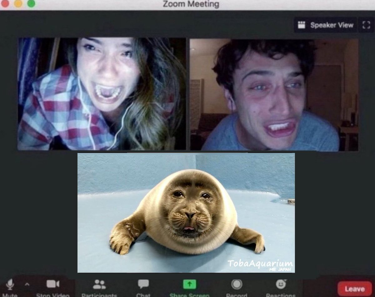 mossyseals tweet picture