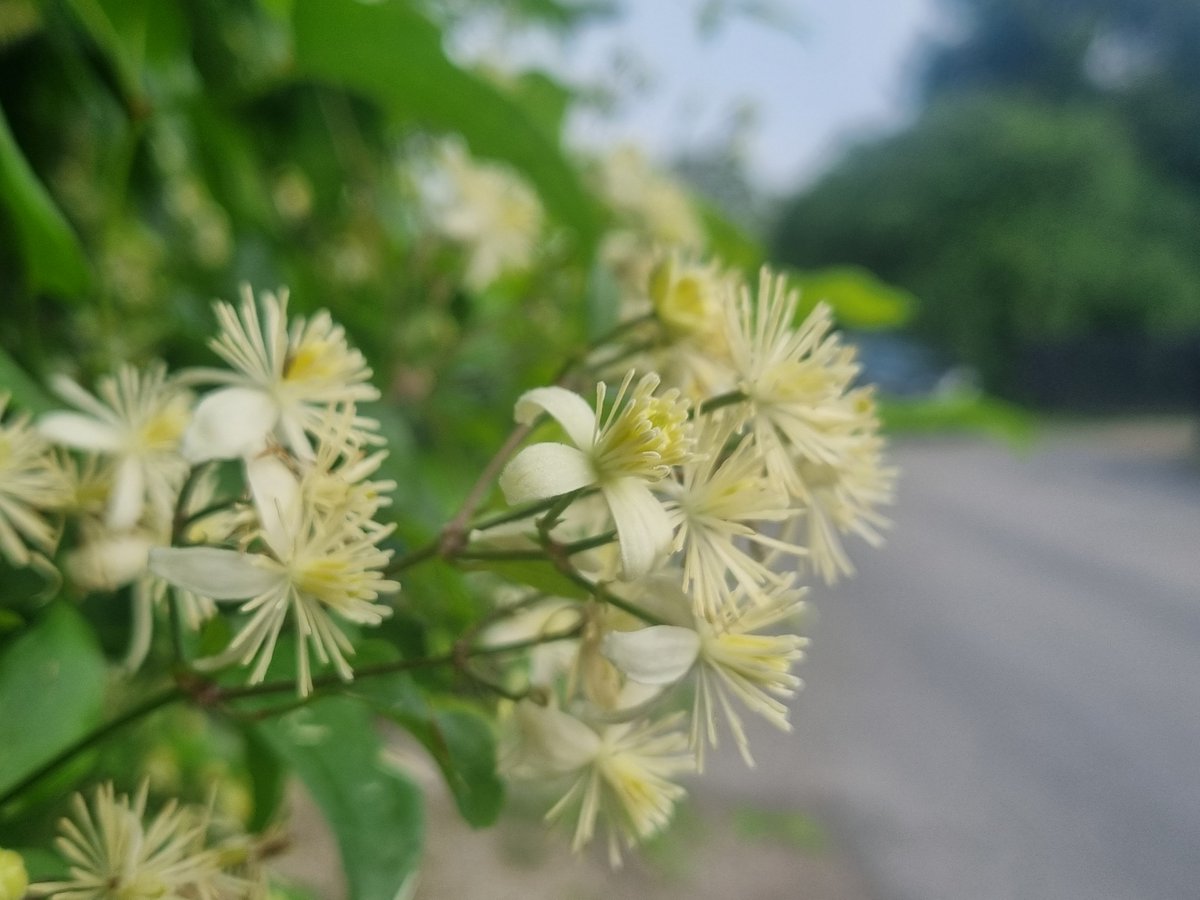 Vēl rudens tālu!
Vēl pasaule visapkārt
Baltiem ziediem zied.