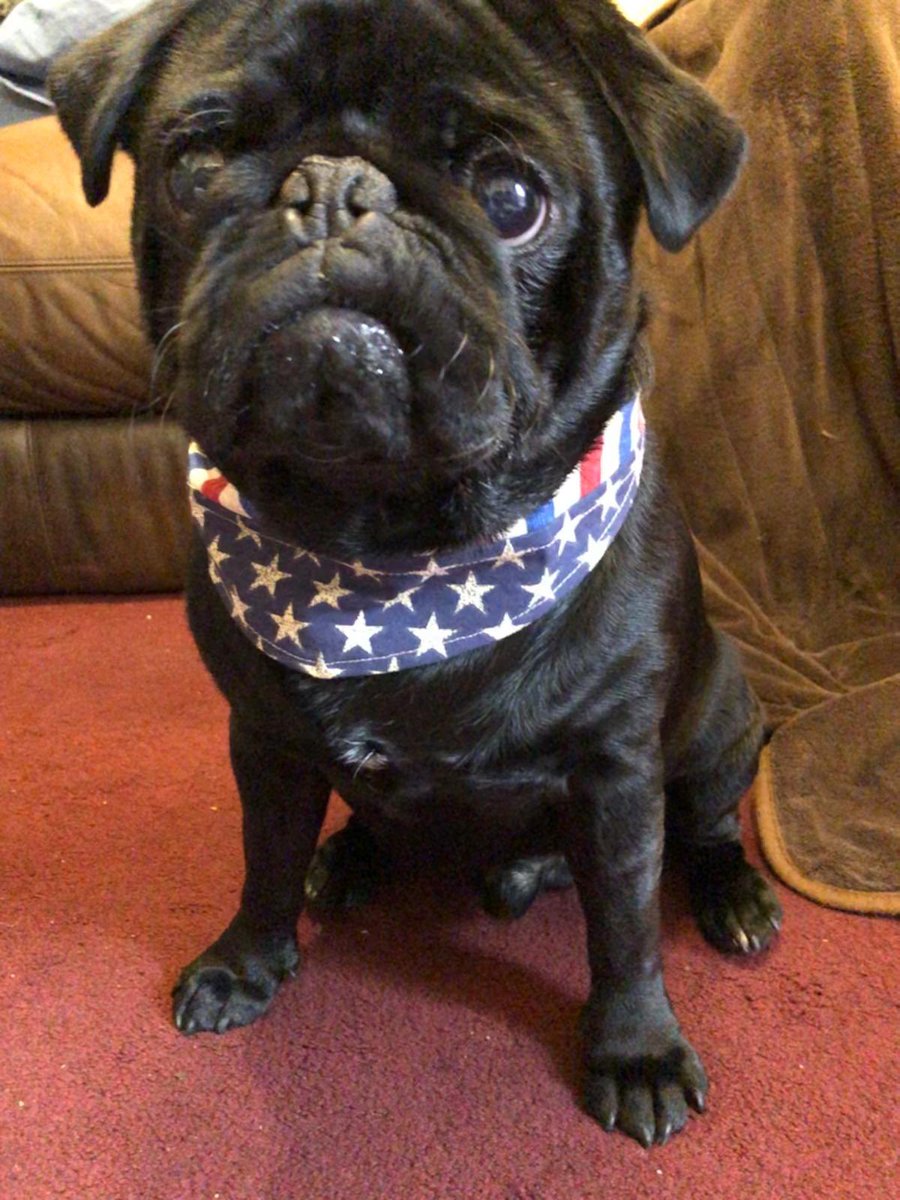 Lannylooonar & Alfiemoonpug tweet media