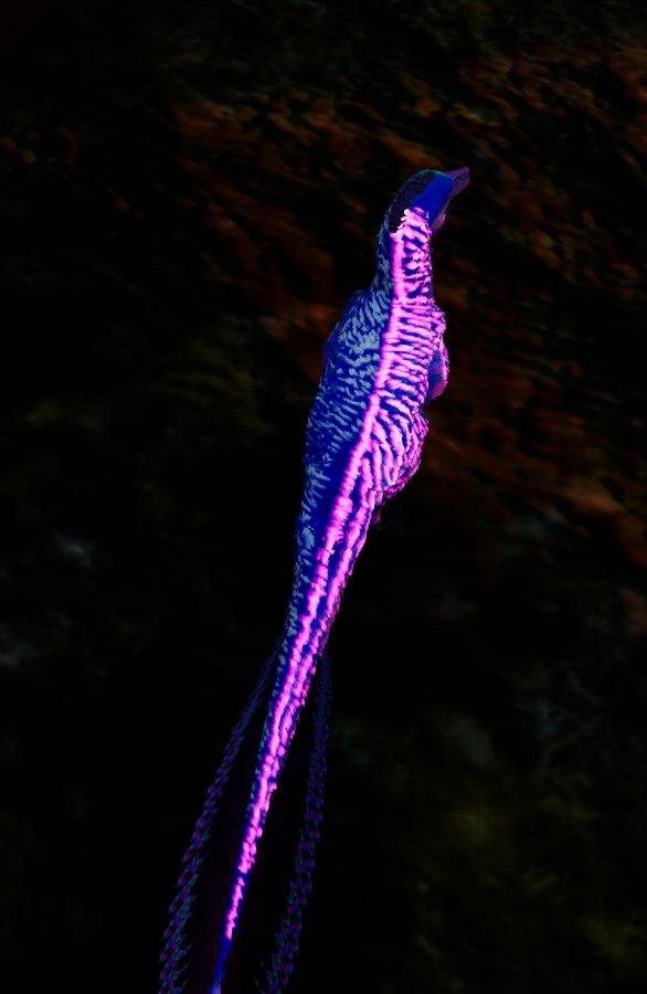 Foxyvix1's tweet image. Look at my bio child hatched in beasts of bermuda, their my first ever bio offspring ^^

#beastsofbermuda