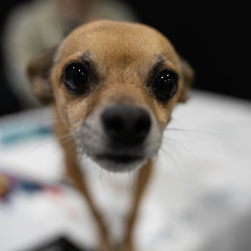 FANEXPOPhilly's tweet photo. PAWS-itively adorable ๐ถ Share what your pet's fandom would be in the comments below.
#FANEXPOPhiladelphia #FANEXPOPhiladelphia2026 #FXPH #FXPH25 https://t.co/DNJAbVoFh8