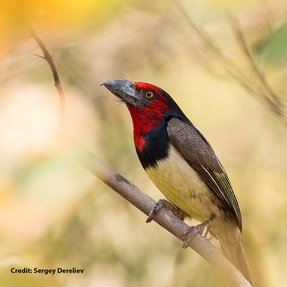 Nature Portfolio (@natureportfolio) on Twitter photo Heat extremes attributable to climate change have led to a 25–38% average reduction in monitored tropical bird populations since 1950, according to a study in <a href="/NatureEcoEvo/">NatureEcoEvo</a>. go.nature.com/3UIIpP7 Heat extremes attributable to climate change have led to a 25–38% average reduction in monitored tropical bird populations since 1950, according to a study in <a href="/NatureEcoEvo/">NatureEcoEvo</a>. go.nature.com/3UIIpP7