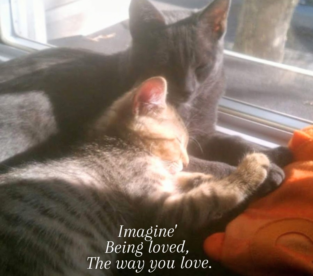 Dante (@mobyateahab) on Twitter photo Imagine' being loved, the way you love
~ ๐ชฝStella๐๏ธ & Misty
<a href="/TheStorySandbox/">The Storyteller's Sandbox</a> <a href="/dryandbarren/">Just Tom</a> <a href="/DoctorStai/">Dr. Christina Stai, Psy.D.</a> <a href="/Josh_Stai/">Josh Stai</a> <a href="/SarahHe35343703/">Patriot Sarah Storm</a> <a href="/amorvincit127/">Faith ๐๏ธ๐ป๐ฆ๐ฟโ๏ธ</a> <a href="/Eurisonmindset/">EuriSon Mindset</a> <a href="/sbssforme/">Maria Humphreys โจInspirational Speaker/Producer</a> <a href="/GaetanoDiPietr9/">NinoโsDigitalCafe</a> <a href="/graceannetruth/">Grace โฃ๏ธannetruth</a> <a href="/Nicole_PNT6/">Nicole_Peanut</a> <a href="/mamiof3kids/">Brenda</a> <a href="/Eye_AM_Delphi/">EYE AM โ*Delphi</a> <a href="/Cimone_Louise/">Cimone-Louise</a> <a href="/ArcaneShip/">Aura</a> Imagine' being loved, the way you love
~ ๐ชฝStella๐๏ธ & Misty
<a href="/TheStorySandbox/">The Storyteller's Sandbox</a> <a href="/dryandbarren/">Just Tom</a> <a href="/DoctorStai/">Dr. Christina Stai, Psy.D.</a> <a href="/Josh_Stai/">Josh Stai</a> <a href="/SarahHe35343703/">Patriot Sarah Storm</a> <a href="/amorvincit127/">Faith ๐๏ธ๐ป๐ฆ๐ฟโ๏ธ</a> <a href="/Eurisonmindset/">EuriSon Mindset</a> <a href="/sbssforme/">Maria Humphreys โจInspirational Speaker/Producer</a> <a href="/GaetanoDiPietr9/">NinoโsDigitalCafe</a> <a href="/graceannetruth/">Grace โฃ๏ธannetruth</a> <a href="/Nicole_PNT6/">Nicole_Peanut</a> <a href="/mamiof3kids/">Brenda</a> <a href="/Eye_AM_Delphi/">EYE AM โ*Delphi</a> <a href="/Cimone_Louise/">Cimone-Louise</a> <a href="/ArcaneShip/">Aura</a>