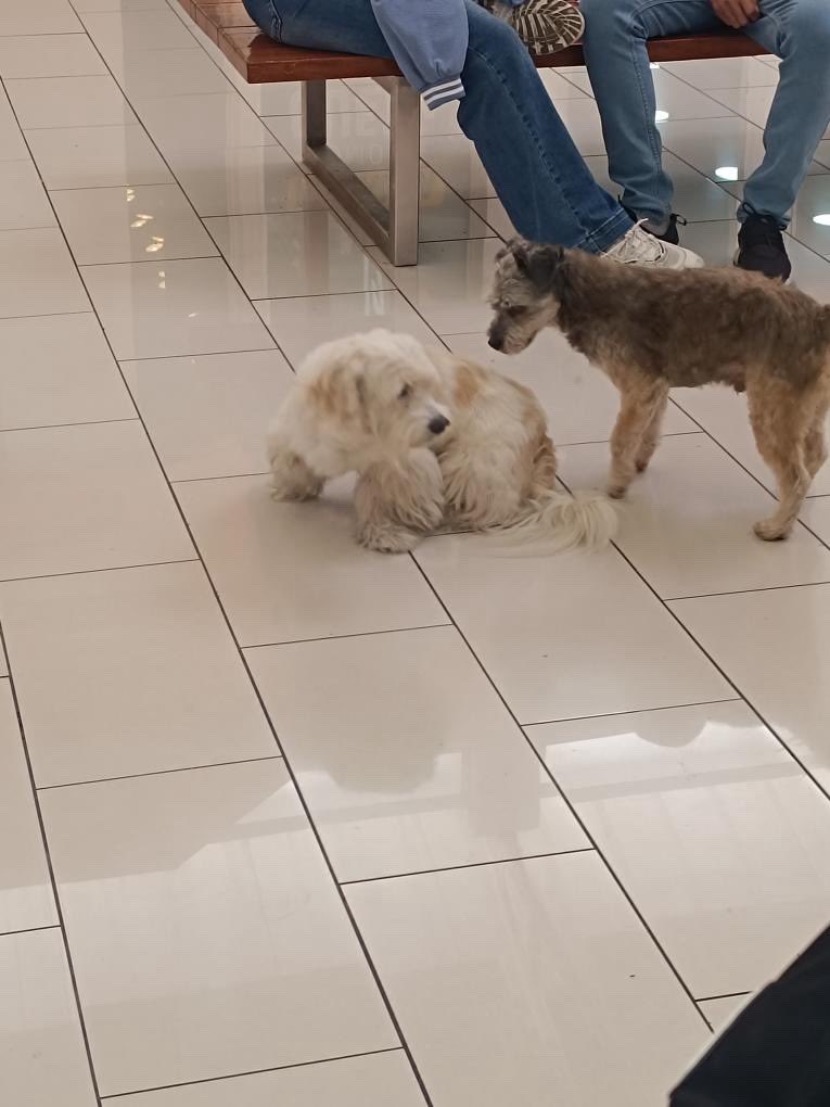 Claramente perdidos
Ayuda por favor #ElSalvador

Nos envían:

“Quería compartir que andan estos dos perritos en plaza metrópolis, andan solos, los dos son niños, pero el oscurito se le anda montando al blanco... Por si son de alguien, o se les han escapado, aquí andan desde tipo