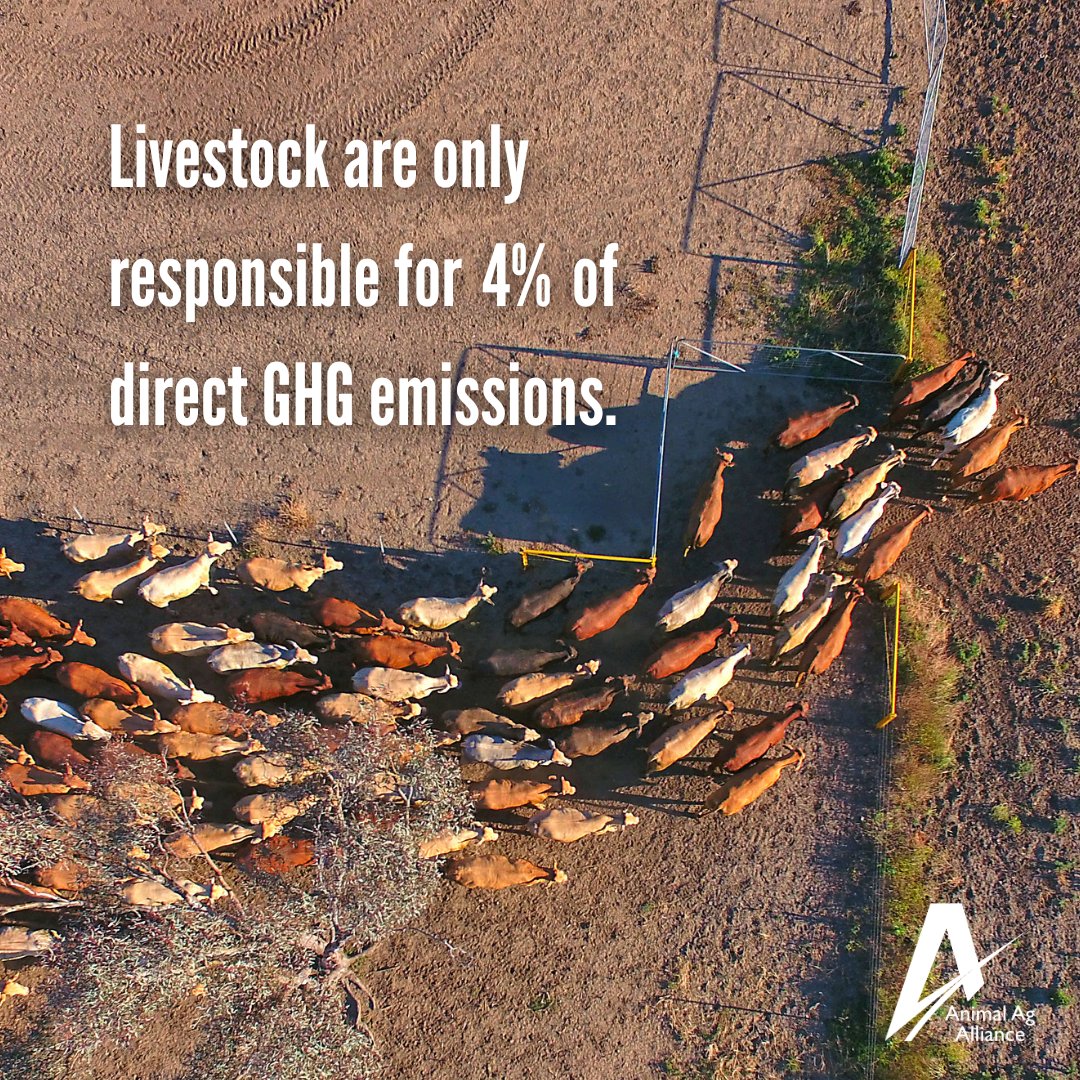 animalag's tweet photo. Livestock contribute just 4% of direct greenhouse gas emissions in the U.S. 🐄🌎 https://t.co/979TGmKBzt https://t.co/r2QYGlui5N