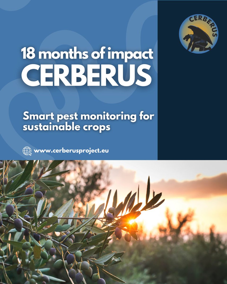 CerberusEU's tweet photo. 18 months, 4 big wins 🚀
🌿 45 smart traps in 🇪🇸 🇮🇹 🇨🇾
🛰️ Cloud platform with AI alerts
💧 Smart sprayer = less chemicals
🤖 4 crop-monitoring robots in final assembly

More: https://t.co/i80OhpUPjf
#CERBERUS #AgTech #HorizonEU https://t.co/d5vPJSgqQB