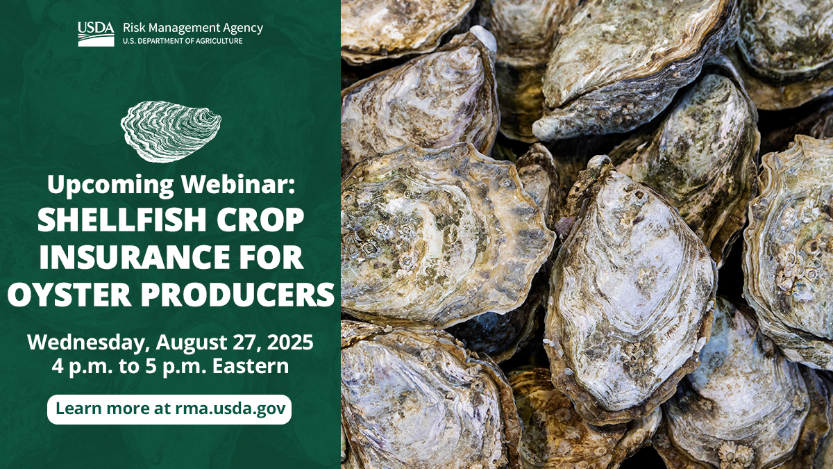 USDA_NRCS's tweet photo. RMA encourages oyster producers to attend a webinar on Aug. 27 to learn more about the Shellfish crop insurance program. Add it to your calendar: https://t.co/Q7DDWWyRiD https://t.co/LOjT0qyuSp