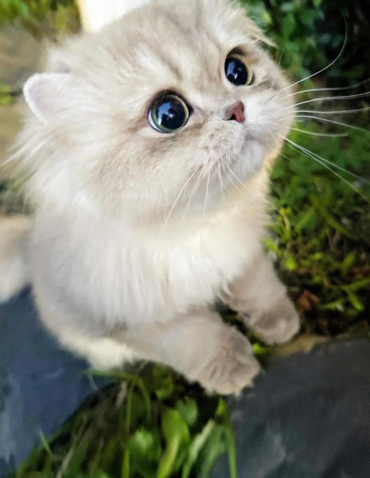 Kitty look eyes