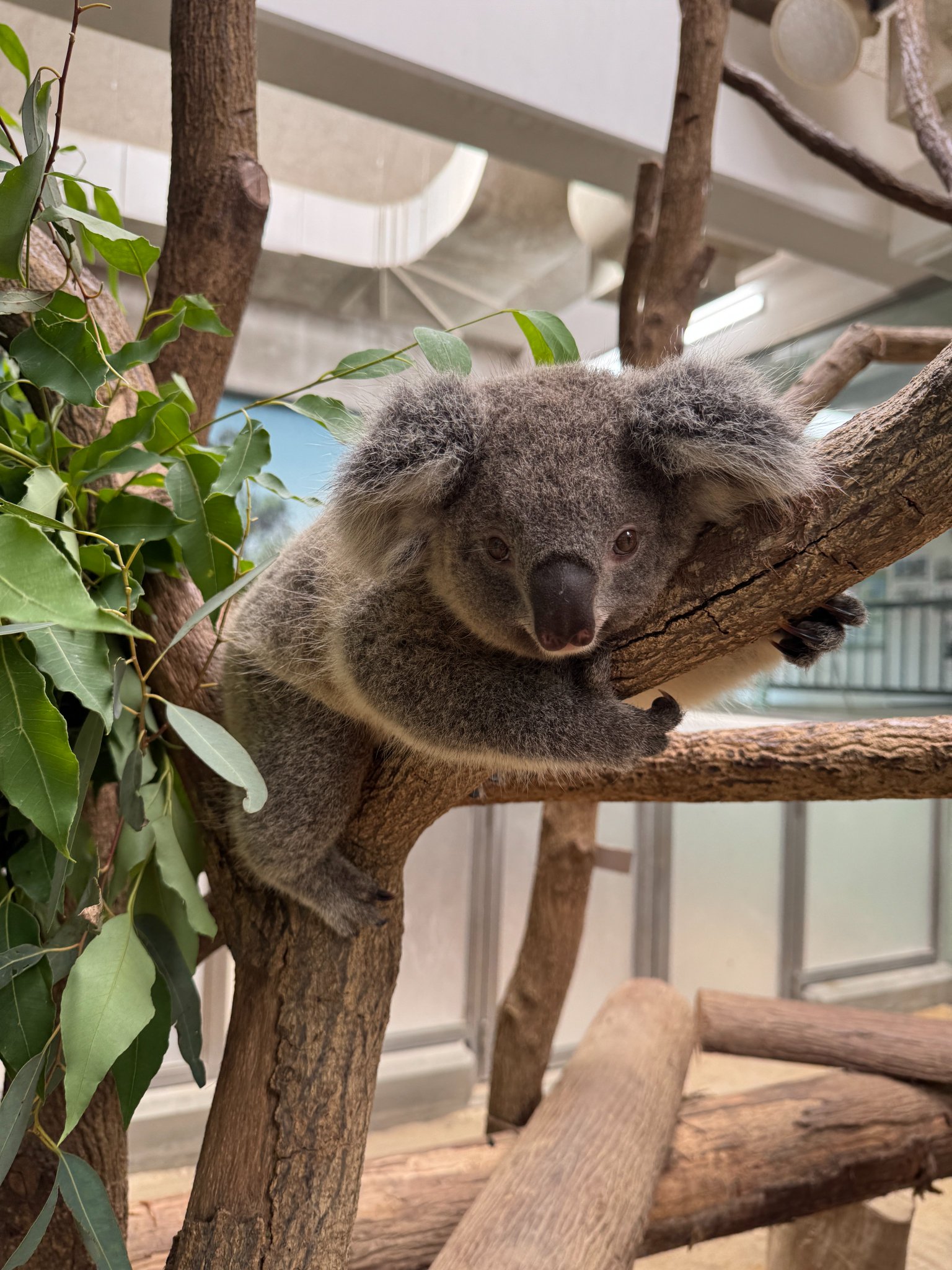 鹿児島市平川動物公園 on X: 