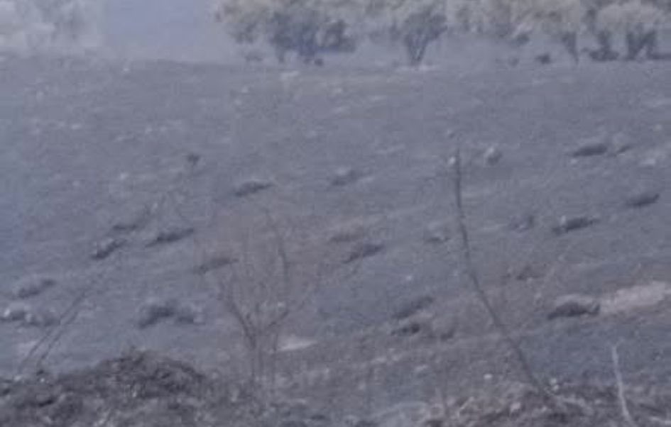 Tote_Ramirez's tweet photo. @CristinaLanbay Burrolandia ha quedado completamente calcinado. La finca de caballos cercana, también. De ahí rescataron a los dos heridos y han muerto 26 caballos. El restaurante La Hípica también ha sido gravemente afectado. Si quieres fuentes oficiales, date una vuelta por El País. https://t.co/TapInrbZg5