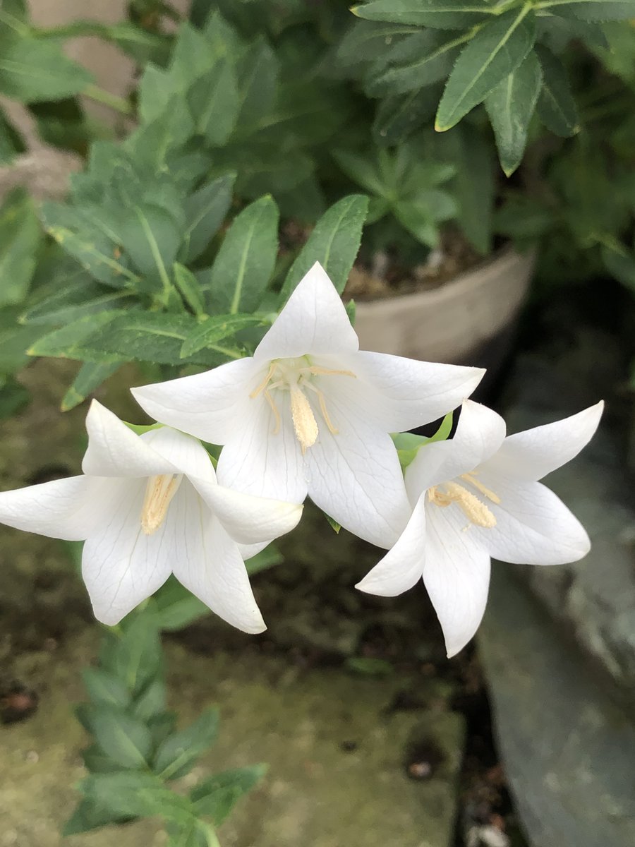 おはようございます😃
今日もよろしくお願いします(o´▽`o)ﾉ🍉