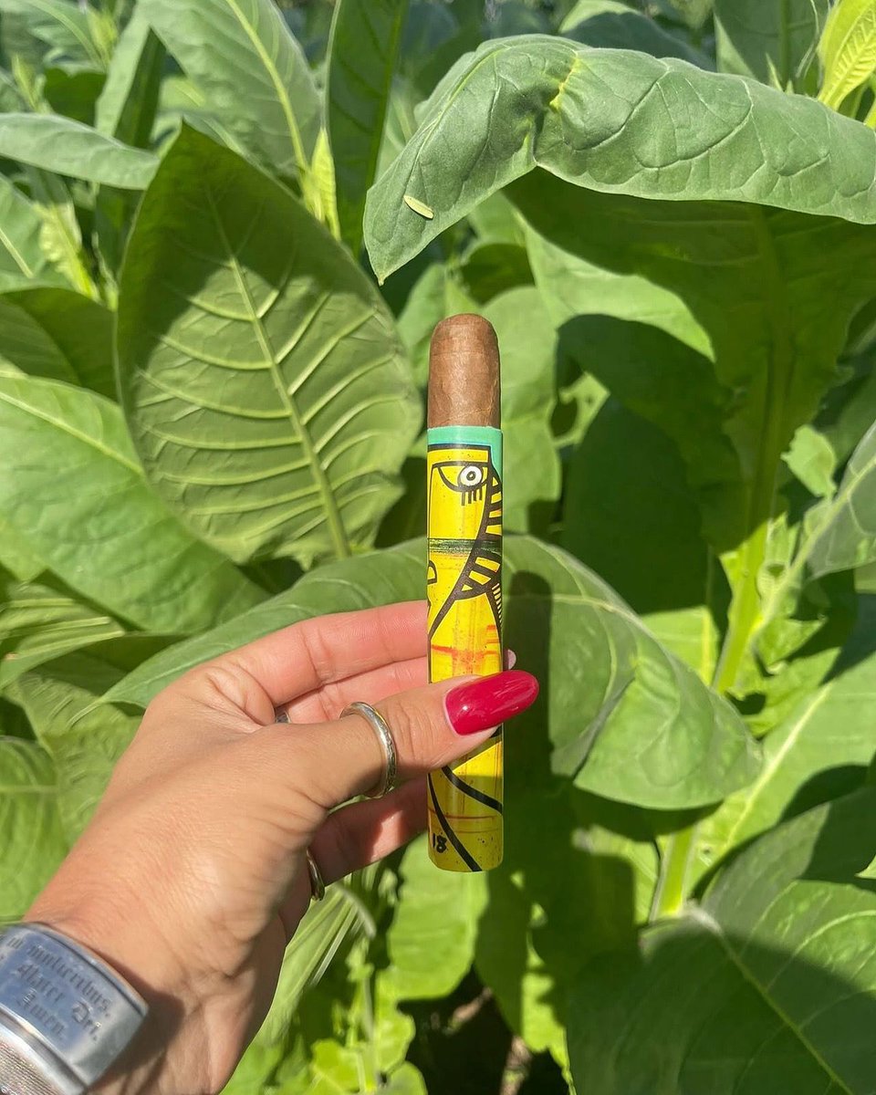 ovcigars's tweet photo. 📸: @ cigars_and_tobacco_italy
May Monday find you lighting up the best🔥🔥
Ciseron By Oscar Valladares
#ovcigars #oscarcigars #cigaraficionado #botl #sotl #cigartime
#cigarlover #cigarjournal #lifestyle #cigarlifestyle
#cigarpassion #cigarsnob #cigars https://t.co/QPziuBWqrf