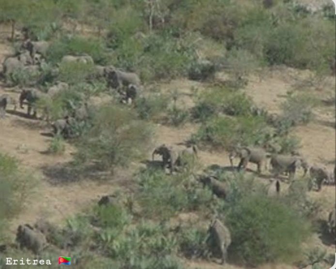 Eritrea_Erey's tweet photo. @DGAfrica_MFA Thank you for sharing the stunning photographs. The images of the #Eritrean street scene and the elephant silhouette are truly impressive and greatly appreciated. https://t.co/6rEpZs82sL