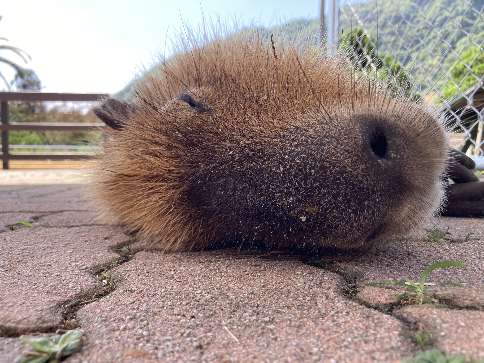 かぴばら こやまし (@capybara_kymc) / X