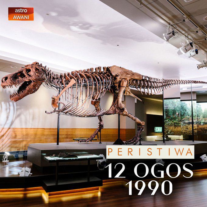 501Awani's tweet photo. Hari ini 35 tahun yang lalu, rangka hampir lengkap Tyrannosaurus rex (T-rex) ditemukan di South Dakota, AS.

Ketika sekumpulan pengkaji dari Institut Kajian Geologikal Black Hills (BHI) bersiap untuk pulang dari ekspedisi mencari fosil dekat pekan Faith, salah seorang daripadanya bernama Susan Hendrickson meneroka tebing berdekatan yang tidak diperiksa mereka. 

Dia menemui ada tulang tersembul dari dinding tebing, lantas melaporkannya kepada presiden (BHI), Peter Larson yang mengesahkan ia adalah milik dinosaur jenis T-rex. Kerja ekskavasi segera dimulakan, melibatkan 6 orang & mengambil masa 17 hari. 

250 daripada keseluruhan 380 bahagian tulang T-rex yang diketahui berjaya dikeluarkan & dengan panjang lebih 40 kaki serta ketinggian 13 kaki pada pinggul, ia adalah rangka T-rex yang paling hampir sempurna (sekitar 90%) & paling besar yang pernah ditemukan. 

Rangka itu dilabel sebagai FMNH PR 2081 & dinamakan ‘Sue’ sempena penerokanya. Pemeriksaan lanjut mendapati ia dari Zaman Cretaceous sekitar 67 juta tahun lalu & Sue dipercayai mati di sekitar penghujung jangka hayat seekor T-rex pada usia 28 tahun. 

Namun sejurus penemuannya, bermula perebutan hak pemilikan rangka tersebut. Akhirnya mahkamah memutuskan ia milik Maurice Williams, tuan tanah tempat ia ditemukan, yang kemudian menghubungi Sothesby’s, sebuah badan broker barangan, untuk dilelong.

Pada 4 Oktober 1997, fosil purba itu sah dijual kepada pembida tertinggi iaitu The Field Museum (disokong California State University, McDonald’s Corporation, Walt Disney World Resort & penyumbang persendirian) pada harga USD 8.4 juta. 

Sue dibawa ke Field Museum di Chicago & kerja mempersiapkan rangka tersebut dimulakan. Akhirnya selepas memakan masa lebih daripada 30,000 jam (tambahan lagi 20,000 jam untuk menyiapkan pameran), Sue mula dipamerkan kepada pengunjung pada 17 Mei 2000. 

Pada 2009, pengkaji mendapati Sue mati kerana kebuluran disebabkan jangkitan parasit pada mulut & tekaknya yang begitu teruk sehingga menyebabkan rahangnya berlubang. 

Sumber: Field Museum, History, Live Science

#PeristiwaHariIni