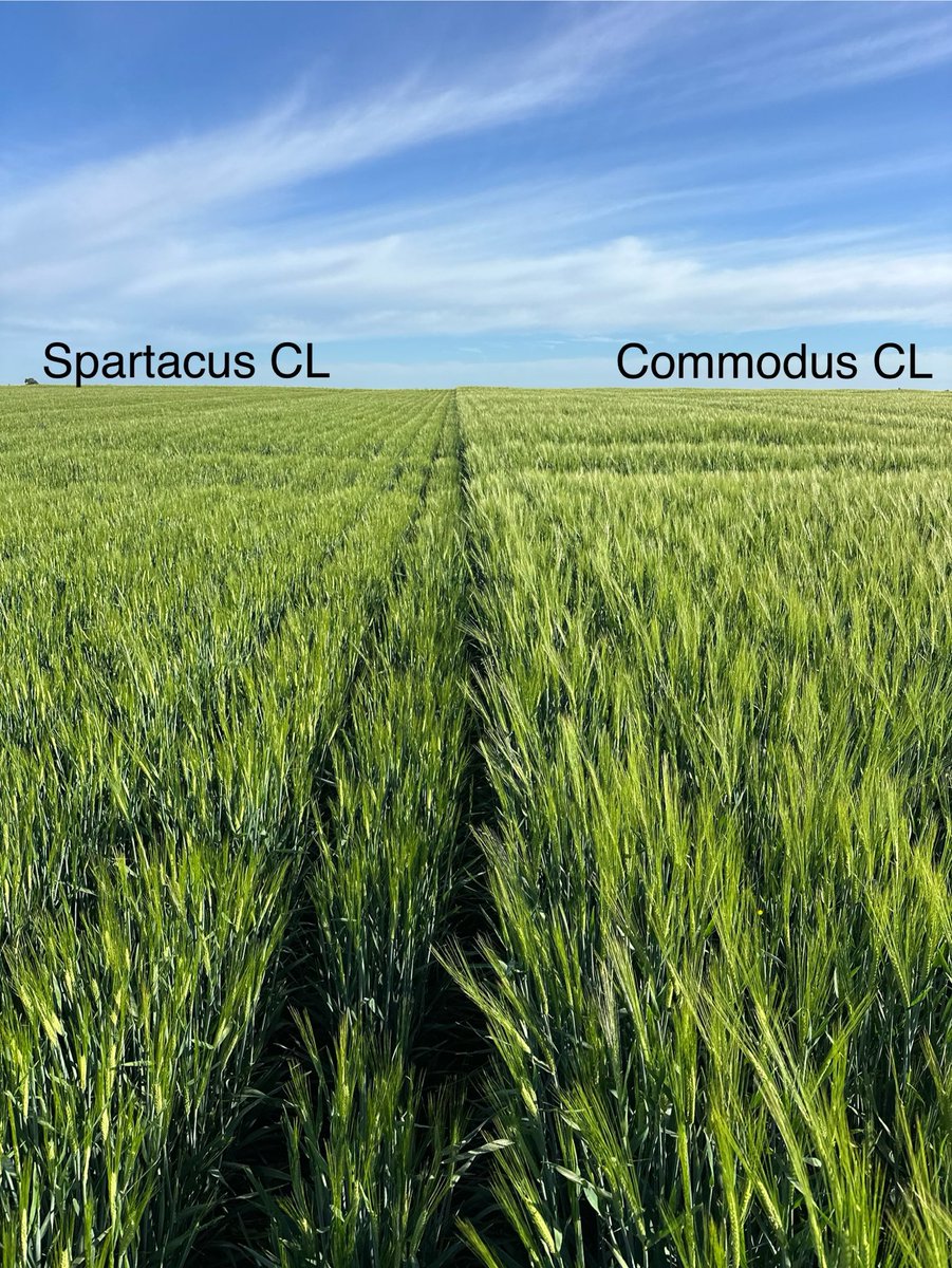 These two varieties are showing their strengths at Surat, Qld. With a bit over 60mm of incrop rain #SpartacusCL and #CommodusCL are getting the job done. ⁦<a href="/InterGrain1/">InterGrain</a>⁩