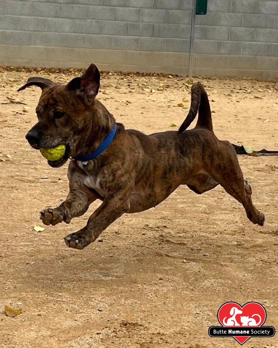 buttehumane's tweet photo. 🐶FOSTERS NEEDED🐶 Benjamin is a tennis ball fanatic and a total couch potato, except when he gets the cutest zoomies that will melt your heart. He hasn't had any interest yet, and we're looking for a foster to give him a break from the shelter! Email meghanbarna@buttehumane.org https://t.co/HG3dgtPbhE