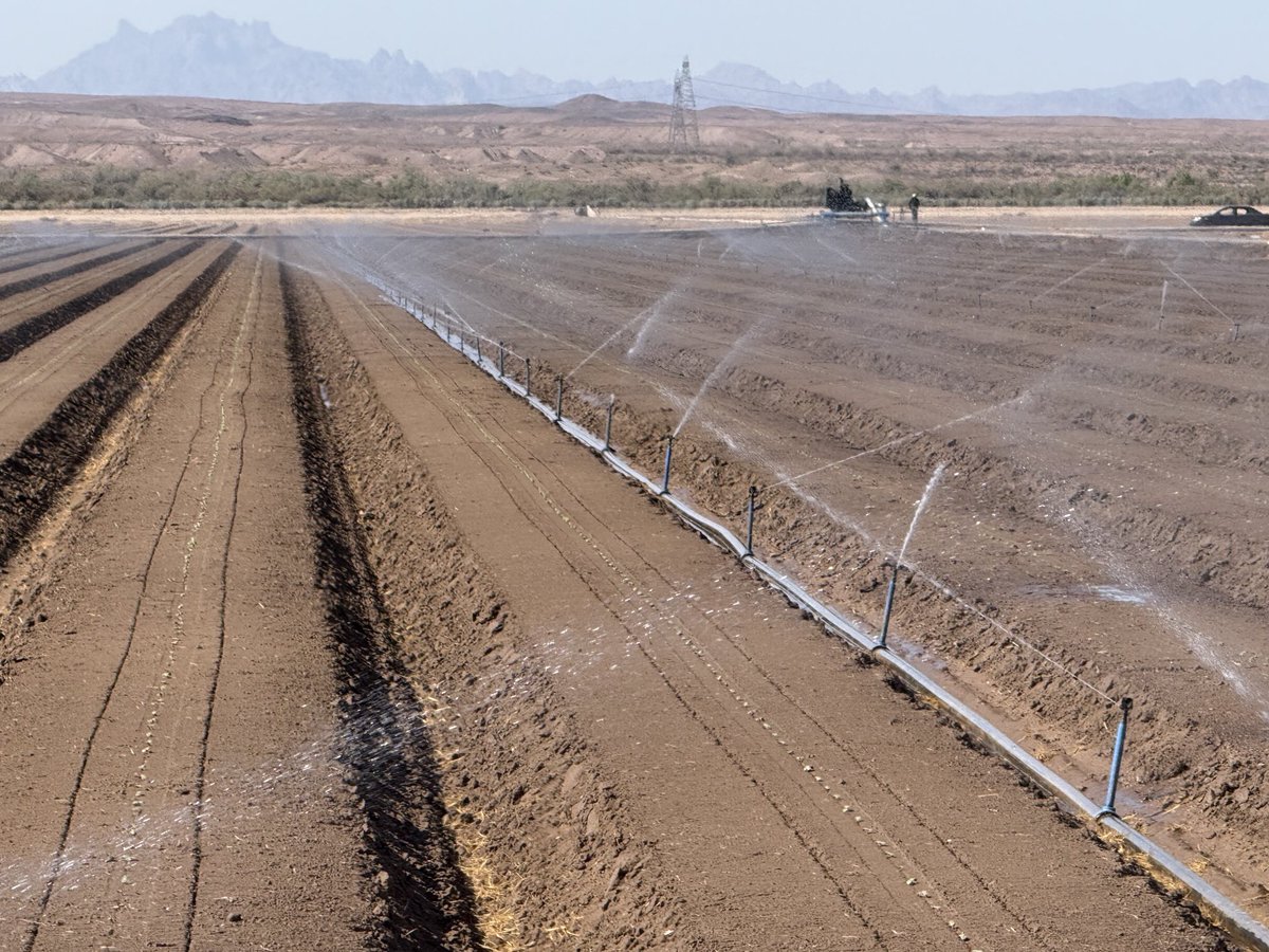 It’s fall melon season again. These plants sure germinate and grow fast, in the 116° Arizona sunshine!