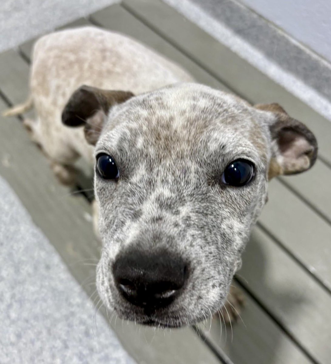 Well this is a wonderful surprise!! There is rescue interest for Millie (&amp;Tank). But so far we only have ONE pledge for Millie. Help us please!!  Please, please Millie needs lots of pledges &amp;retweets desperately! Millie is  very sweet and always ready for snuggles and playtime.