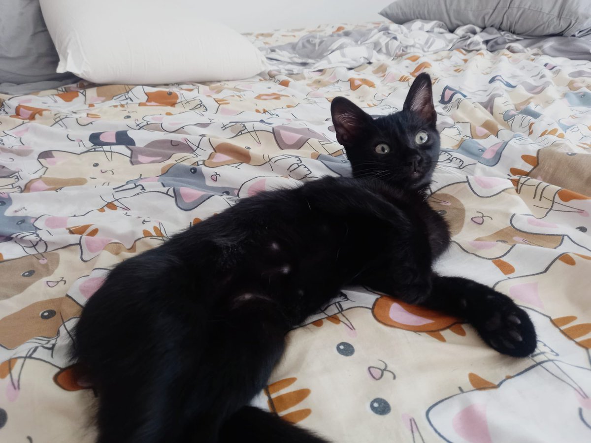 🐾 ¡Isabelito busca hogar! 🐾

Este pequeño bombón de 3 meses apareció junto a sus hermanitos buscando una segunda oportunidad. 💛
Es súper cariñoso, mimoso y juguetón, de esos gatitos que te roban el corazón en segundos. 😻
Además, es muy sociable: