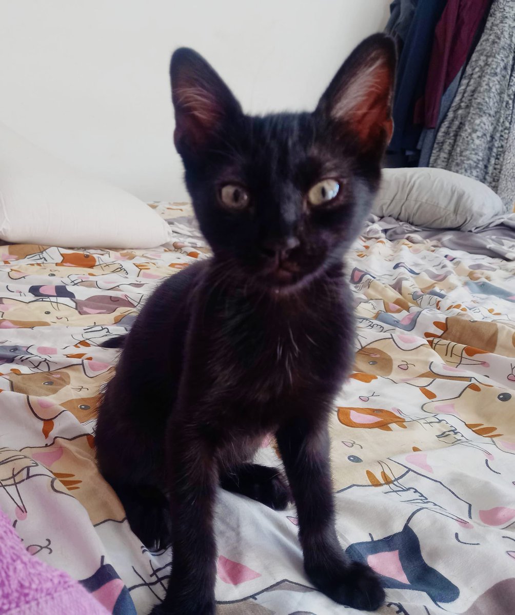 se lleva de maravilla con perros 🐶 y otros gatos 🐱.

📋 Ya está desparasitado, con chip y con su protocolo de vacunas en marcha.
Solo le falta lo más importante: una familia para siempre.

💌 Adoptar salva vidas, ¡y la de Isabelito puede ser gracias a ti!