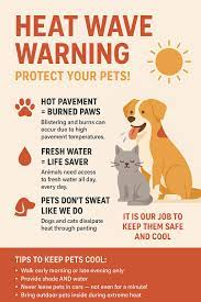 TannisBell🦋 (@tannisbell1) on Twitter photo <a href="/merry123459/">Vicki Campbell🇨🇦</a> Can't believe someone posted that the dog's fur insulates it from heat. WTF has happened to make people that stupid? <a href="/merry123459/">Vicki Campbell🇨🇦</a> Can't believe someone posted that the dog's fur insulates it from heat. WTF has happened to make people that stupid?