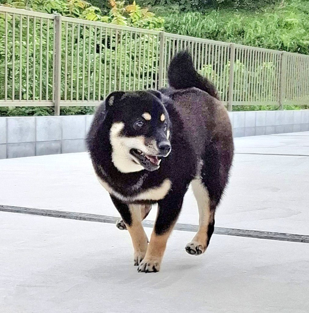 黒柴あおい 黒柴あおい🐾 on X: 