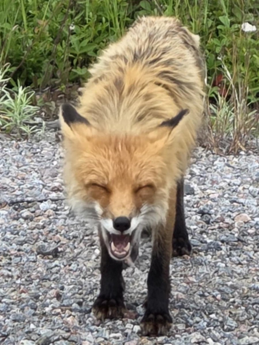 Friend of mine met a laughing fox!
It makes for a great reaction image