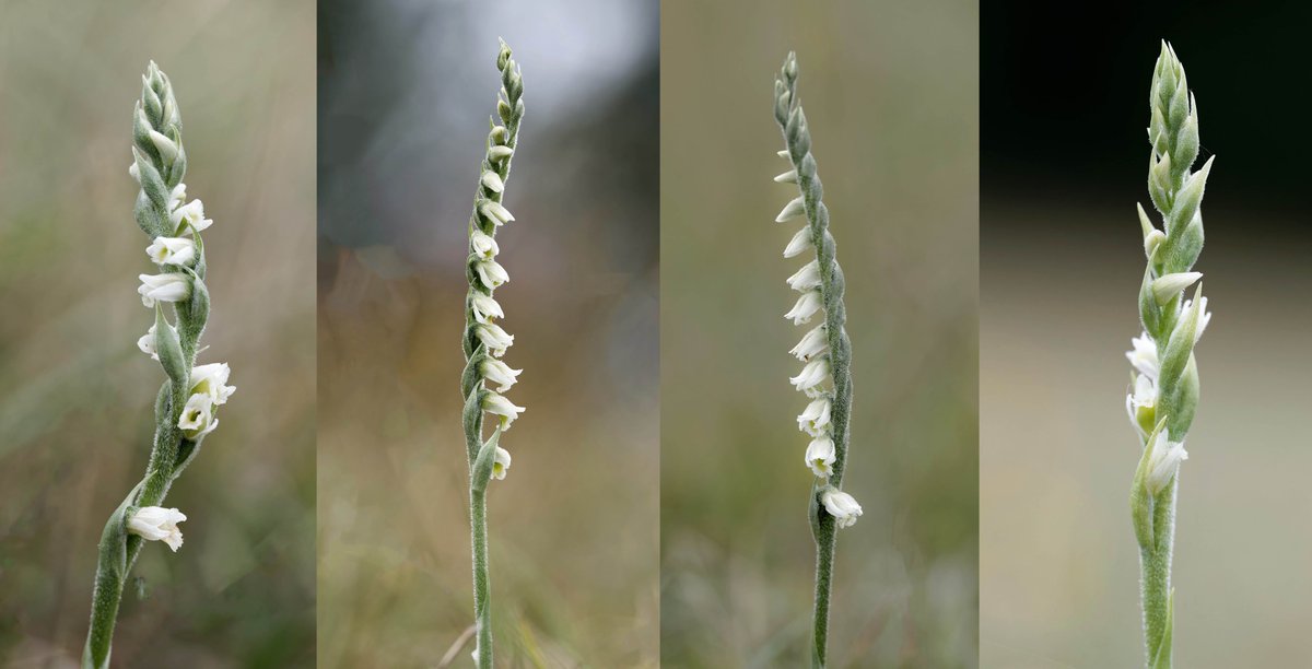 Mark Dowie (@markdowie) on Twitter photo Some nice specimens already - amazing the difference a few days makes. Autumn Lady's-tresses, Painswick #GlosOrchids <a href="/BSBIbotany/">BSBI: Botanical Society of Britain & Ireland</a> <a href="/ukorchids/">Wild Orchids UK & Ireland</a> #wildflowerhour Some nice specimens already - amazing the difference a few days makes. Autumn Lady's-tresses, Painswick #GlosOrchids <a href="/BSBIbotany/">BSBI: Botanical Society of Britain & Ireland</a> <a href="/ukorchids/">Wild Orchids UK & Ireland</a> #wildflowerhour