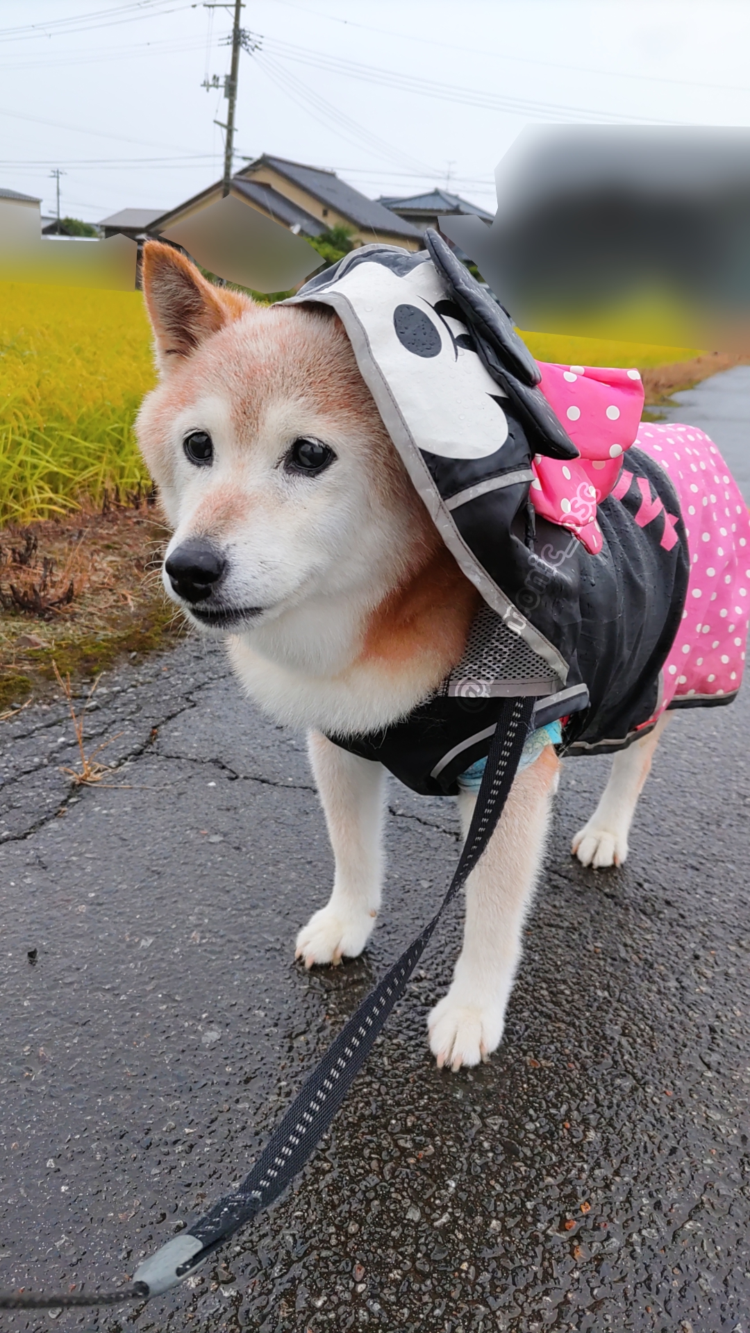 yutaka4848🐕🐾🎮💻_φ(・_・ on X: 
