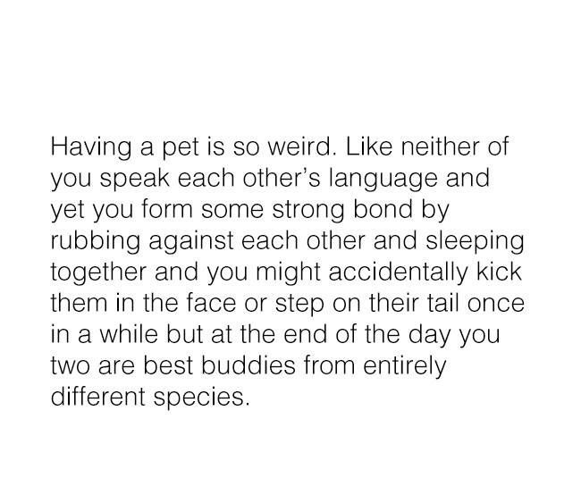 WholesomeMemes (@wholesomememe) on Twitter photo 