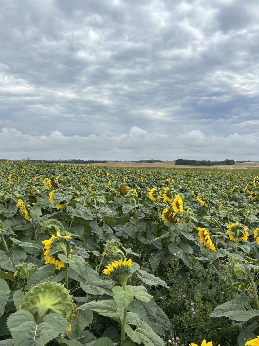 Grain Growers of Canada (@graingrowers) on Twitter photo The GGC Summer Tour continues!
Thank you to our 1st Vice-Chair Sally Parsonage from <a href="/mb_cropalliance/">Manitoba Crop Alliance</a> for hosting Ed White from <a href="/Reuters/">Reuters</a> and our Executive Director <a href="/KylePLarkin/">Kyle Larkin</a> for a tour of your farm. The GGC Summer Tour continues!
Thank you to our 1st Vice-Chair Sally Parsonage from <a href="/mb_cropalliance/">Manitoba Crop Alliance</a> for hosting Ed White from <a href="/Reuters/">Reuters</a> and our Executive Director <a href="/KylePLarkin/">Kyle Larkin</a> for a tour of your farm.