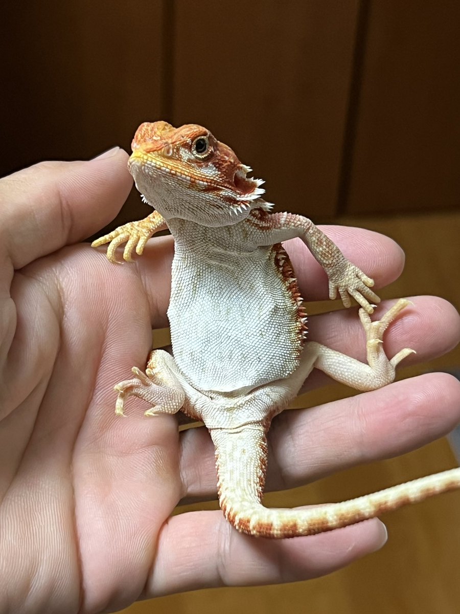 リラックスしすぎ😂

ソファでも買ってあげようかな🤣

#フトアゴヒゲトカゲ 
#中野区爬虫類