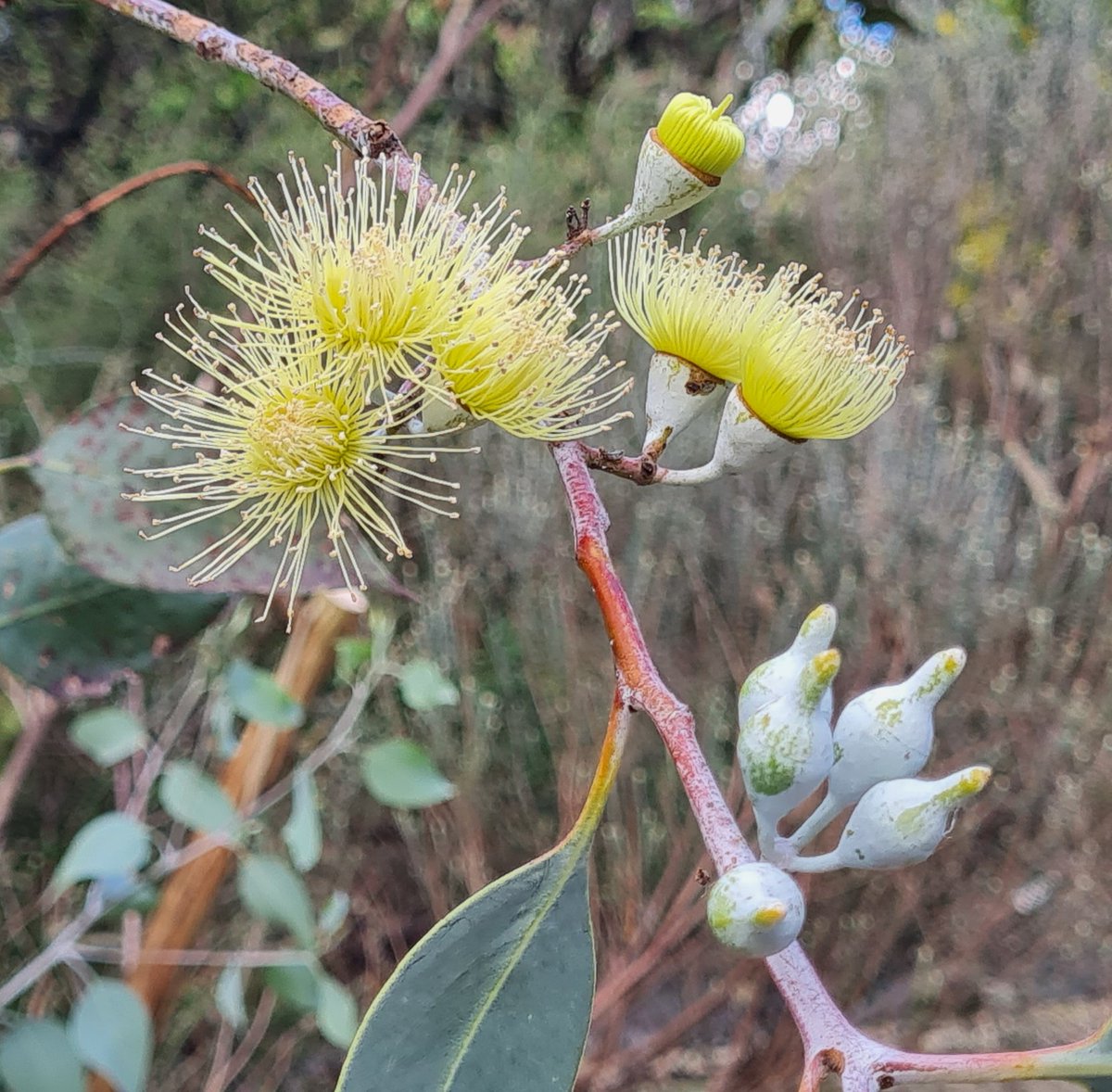 StuartWilliams_'s tweet image. Eucalypus sp. flowers and buds

#Eucalyptus #ozplants