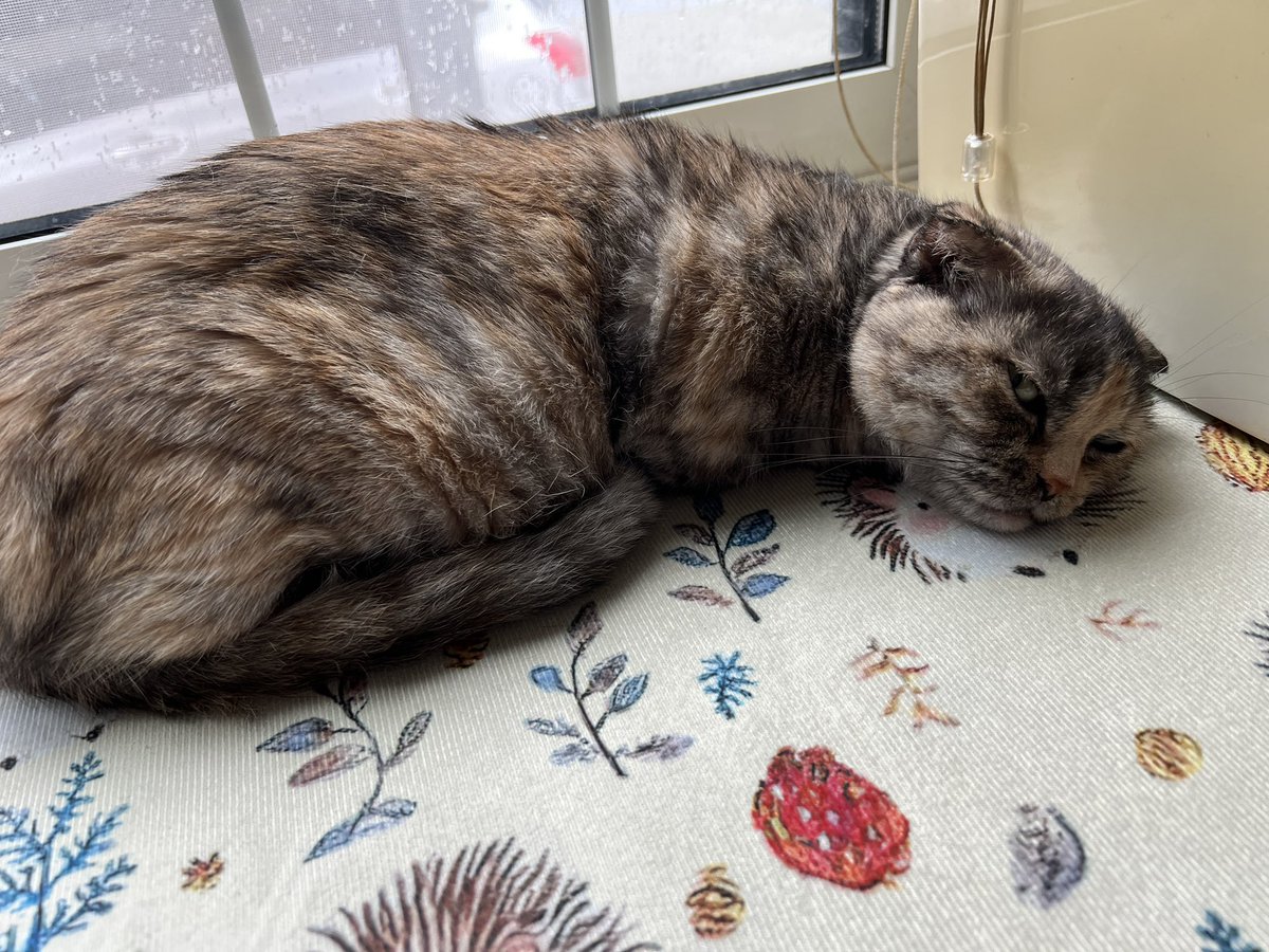 おはようございませ……起きてる……！