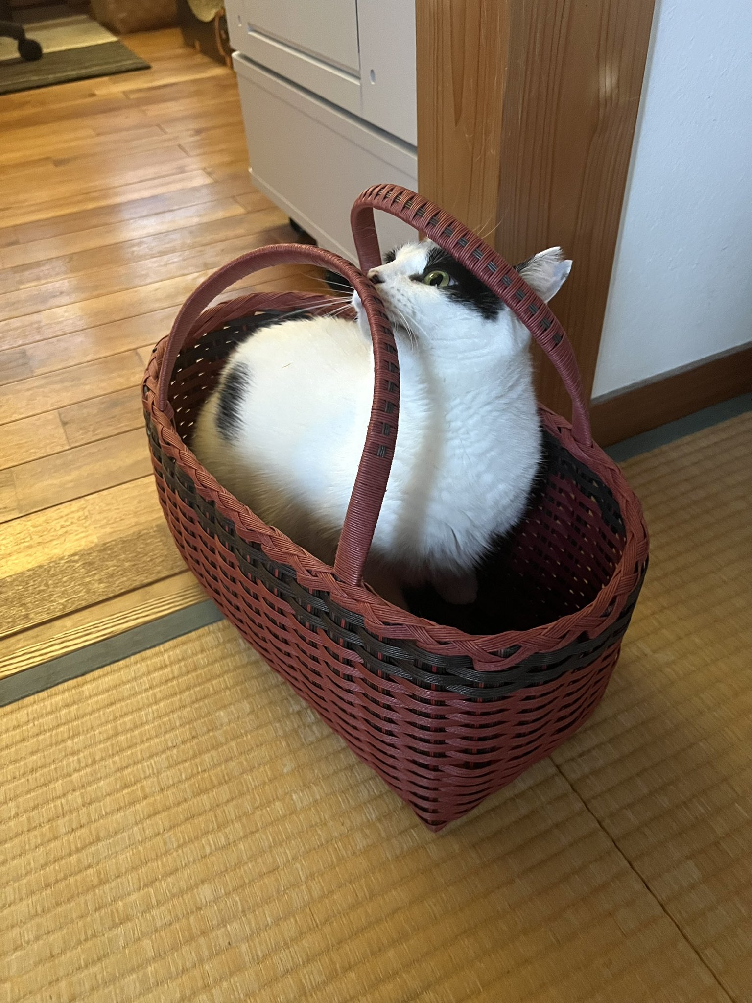 波津彬子 on X: 