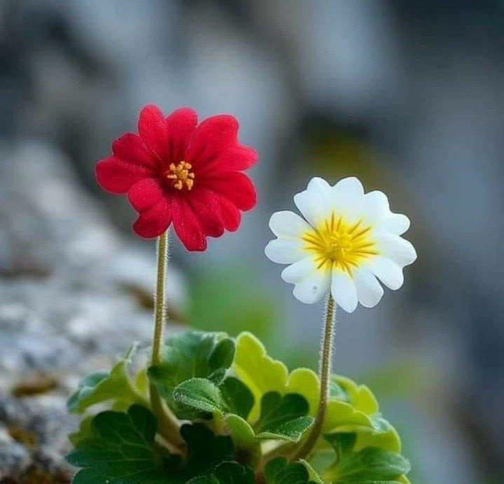 لا تمنح  قيمةً لِمن لا قيمةَ له ، 
فكُل إنسان بِأفعاله يُحدِّد قيمته ومقامه .
صباحكم سعادة دائمة وتوفيق من الله .
#صباح_الخير