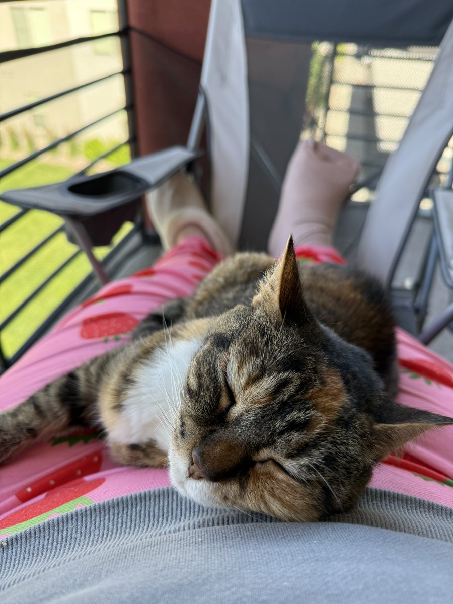 now that we know financials for muffin, i wanted to put everything in one tweet. the two ER visits combined was $3,132.56. FIP treatment will add another $1,000 to start. please consider sharing. anything helps🩷

cashapp: $actuallycaseyy
venmo: casey-theriault
paypal: caseyt98