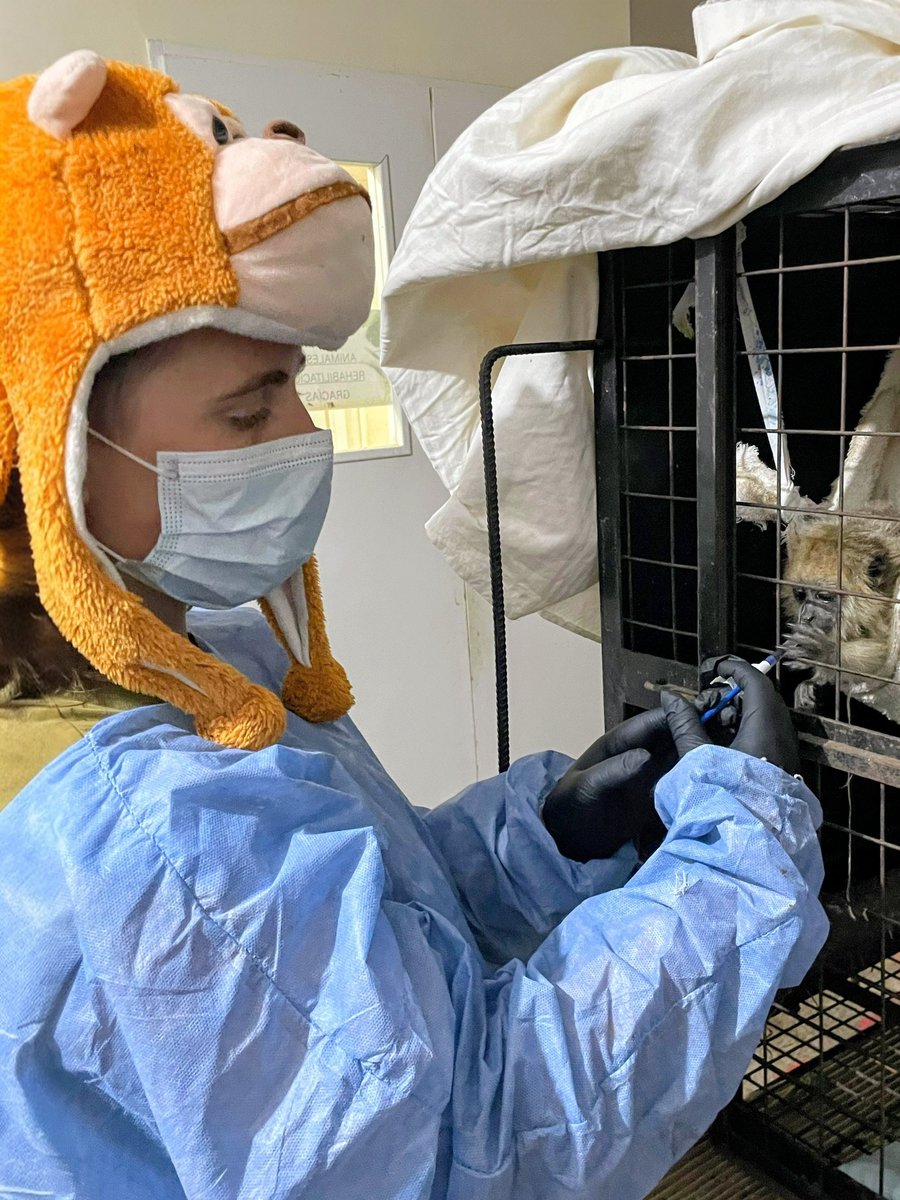 Tener animales silvestres en casa
- Uncool
- Funable
- Aura débil
- Sos parte del problema
Ir a hacer el voluntariado del Centro Aguará en Corrientes
- Cool
- Vas a trabajar disfrazado
- Imbatible en tu cv
- Sos parte de la solución
instagram.com/p/DNODq1ythRZ/…