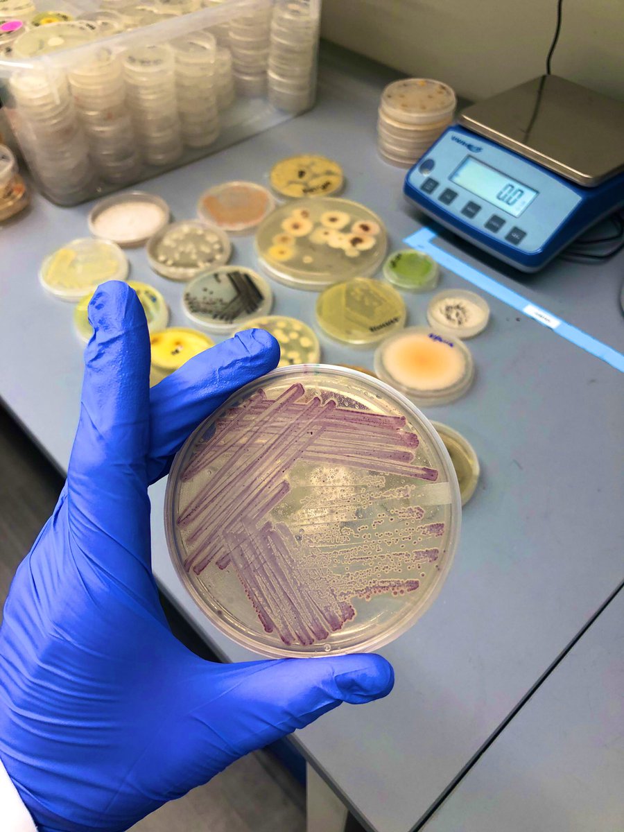 Dr. Anne A Madden tweet media