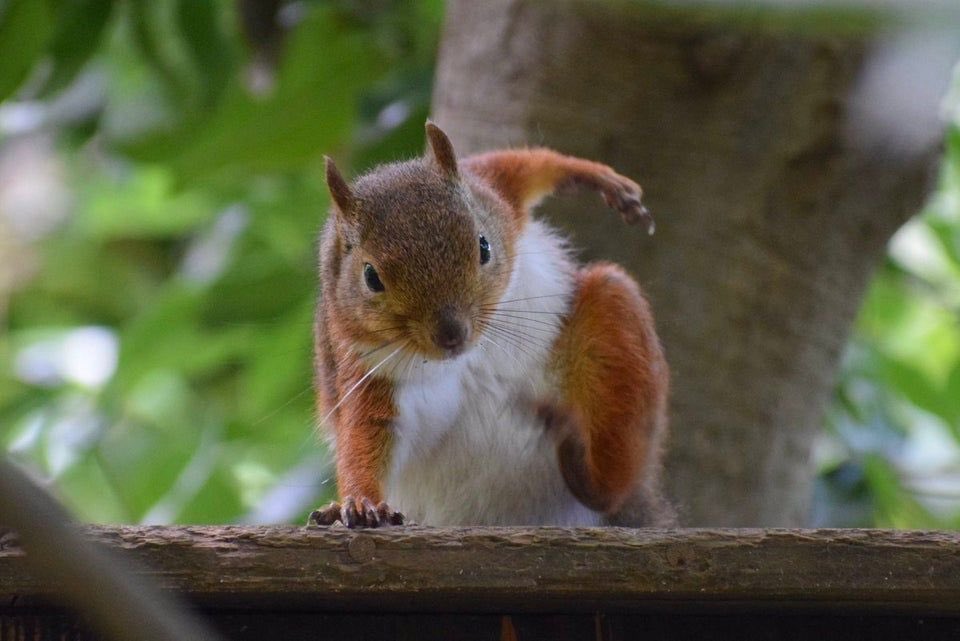 the best thing i learned this week is that when squirrels fall/jump, they land like superheroes