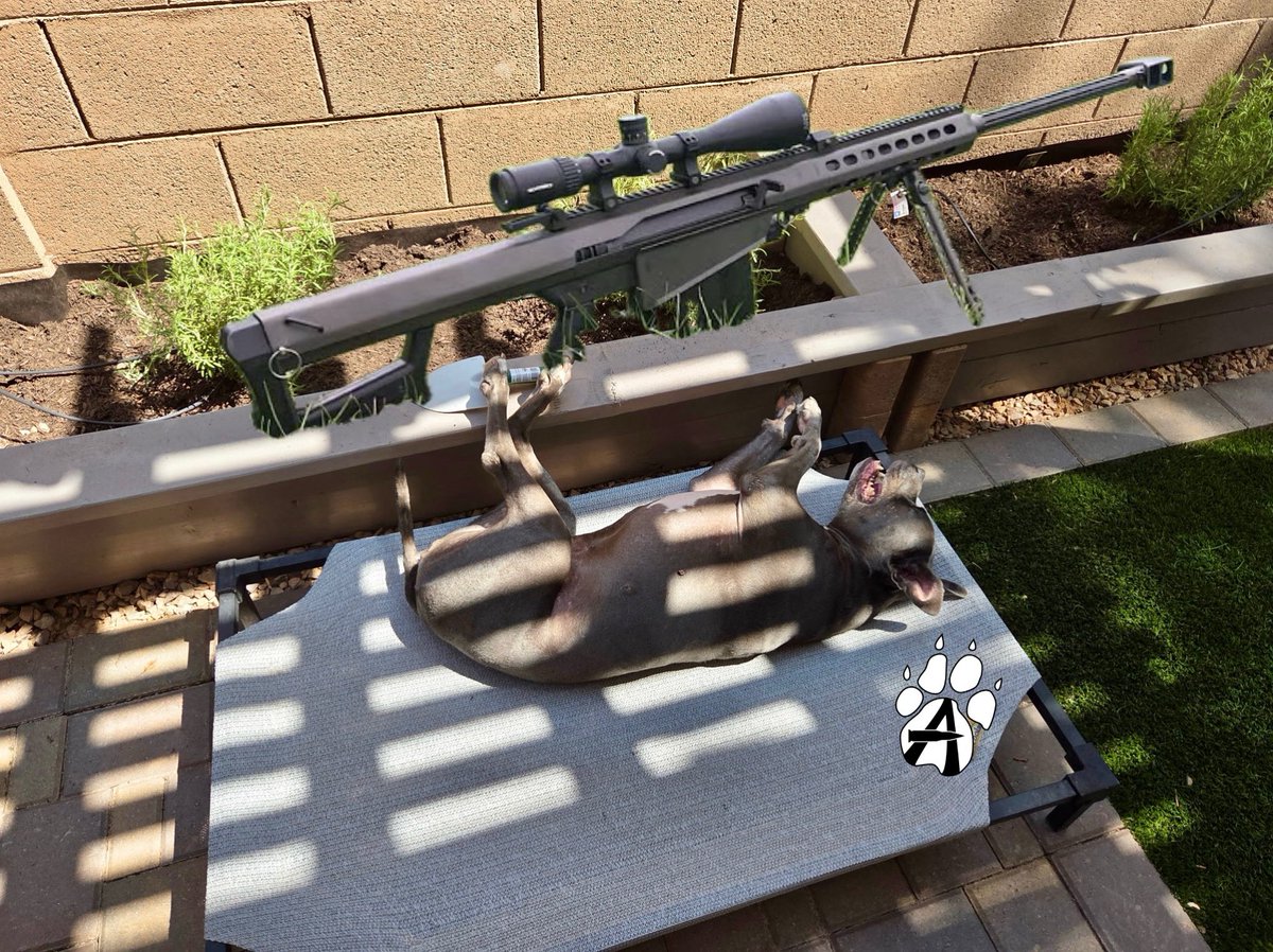 alphadogfirearm's tweet photo. ‼️ WARNING: Guard Dog on Duty ‼️
Even the one-eyed sniper dog needs a little siesta from parimeter patrol 💤
.
.
#parimeterpatrol #perimetercheck #guarddog #sleepingonthejob #luckyshescute #barrett #50cal #rescuedog #bluepit #arizona #azfriendliestgunstore https://t.co/OtZuEhGsIc