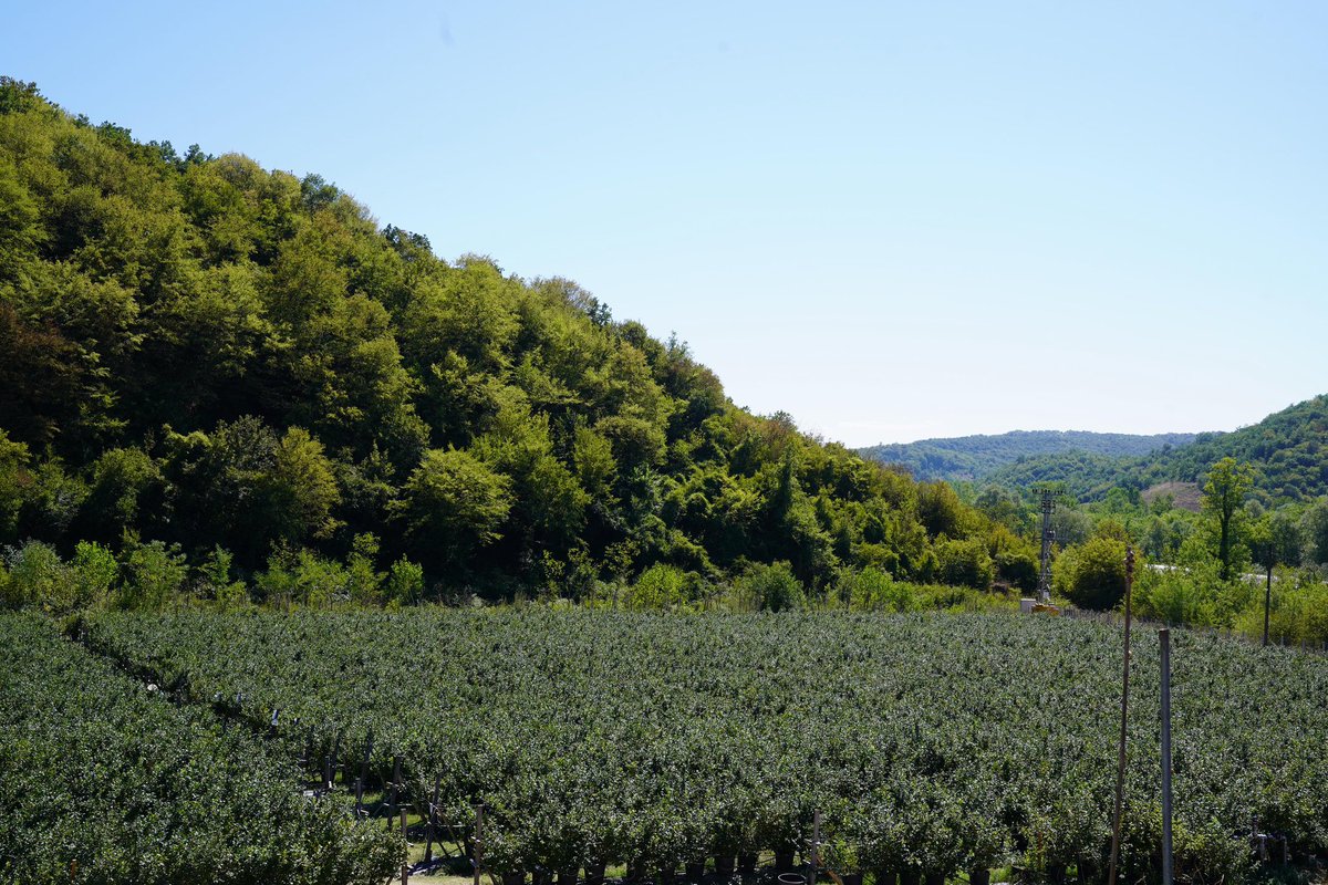 Toplamda 29 dönümlük bir arazi üzerine kurulu olan tesiste, 9.000 adet saksı içinde yaban mersini yetiştiriliyor.

<a href="/TCTarim/">T.C. Tarım ve Orman Bakanlığı</a>
<a href="/ibrahimyumakli/">İbrahim Yumaklı</a>
<a href="/TC_Zonguldak/">Zonguldak Valiliği</a>
<a href="/Agan7174/">Nihat Ağan 🇹🇷</a>