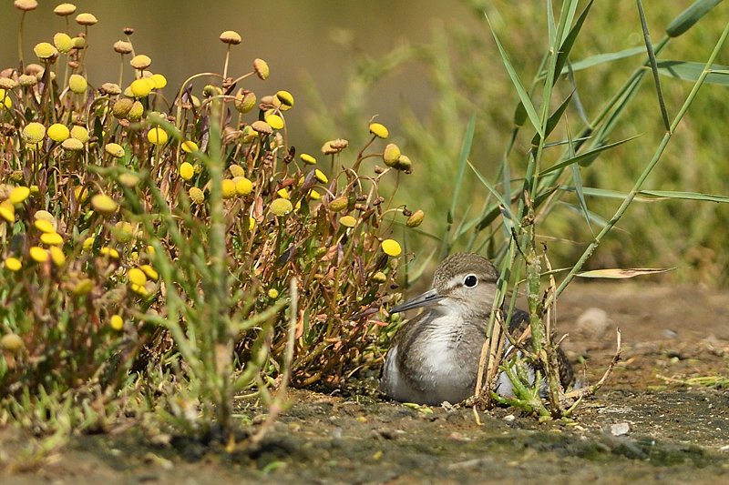 Fijne avond nog en voor straks lekker slapen 🙋🏻‍♂️😴🍀

(Oeverloper)