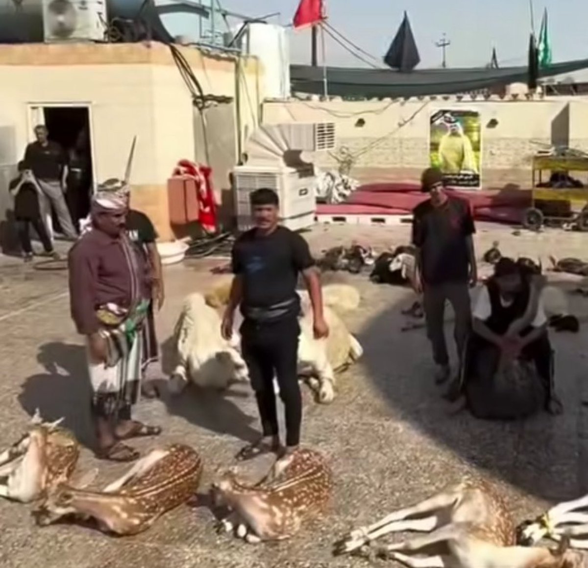 امام رضاشون ضامن آهوست، امام حسینشون قاتل آهوست.