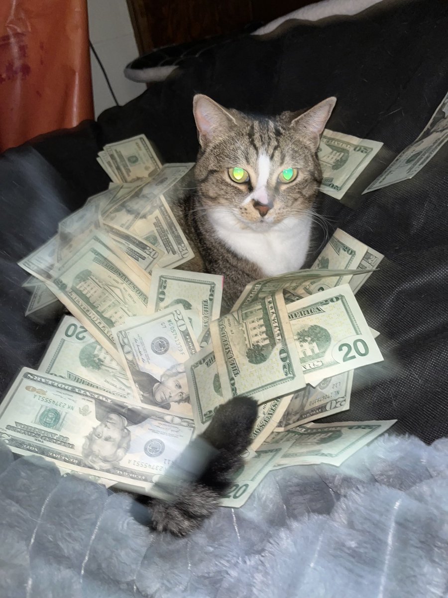 bean_and_chaton's tweet image. money spread 

#CatsOfTwitter #cat
